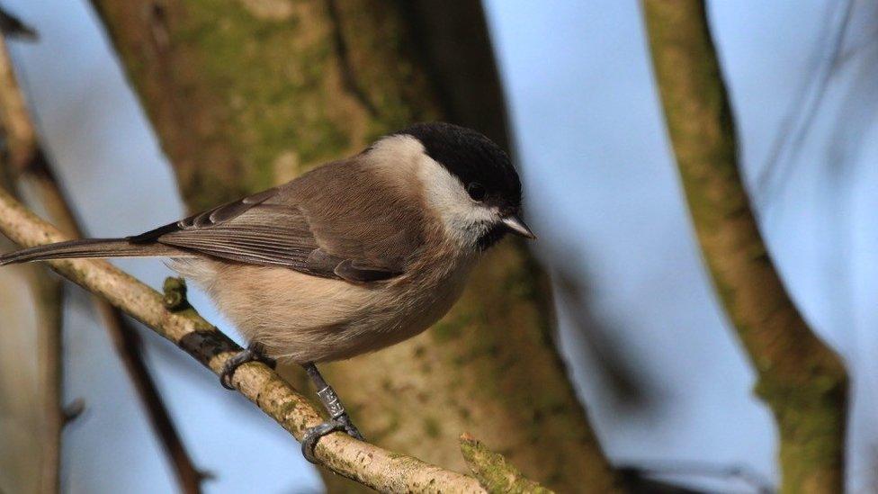 Marsh tit