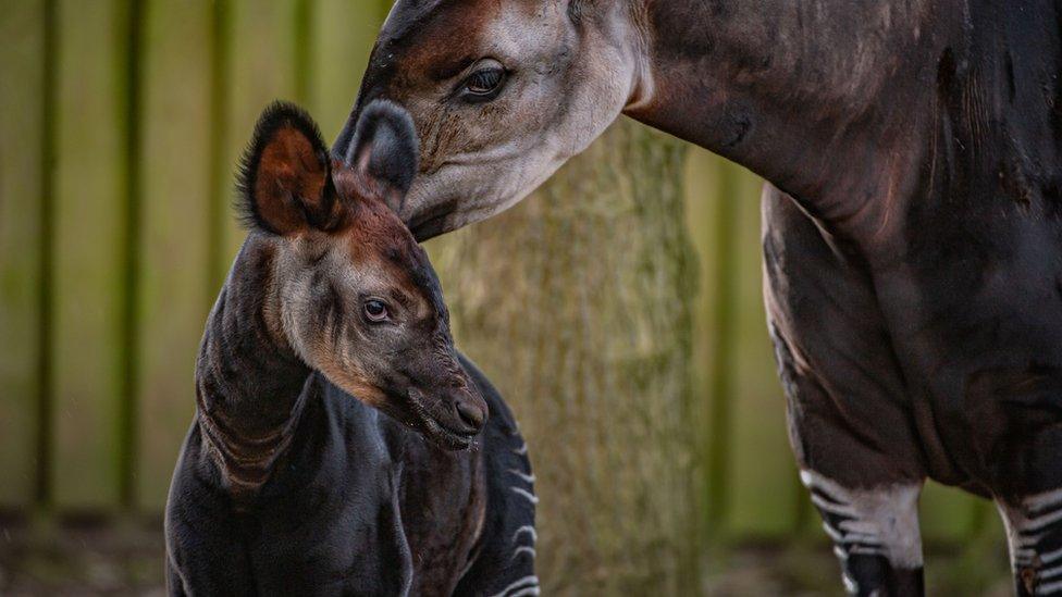 baby-okapi