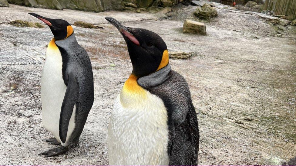 Spike stood close to the camera, stood next to another penguin on a rock floor