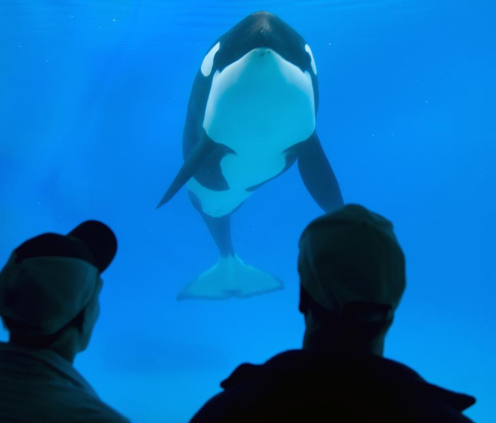 People look into a tank at a killer Whale at SeaWorld in San Diego