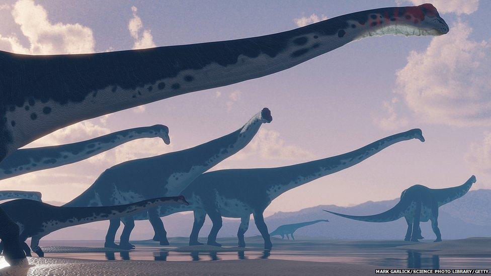 A group of sauropods