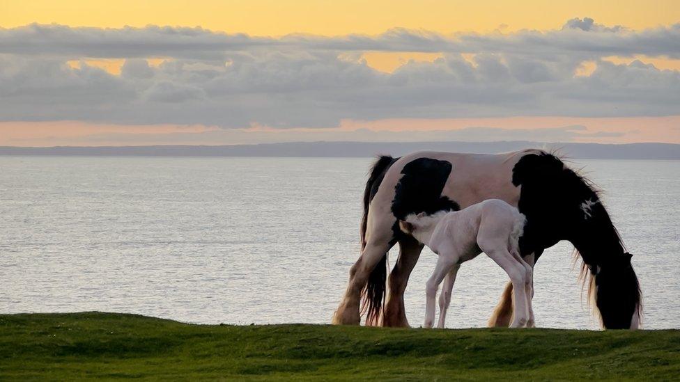 Foal suckling from mother on Gower headland