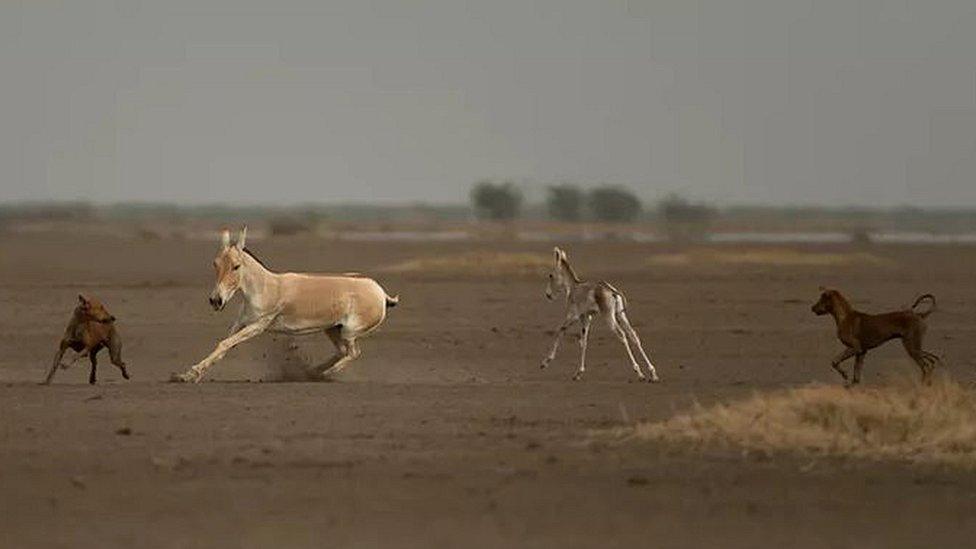 Dogs chasing wild horses (c) Kalyan Varma