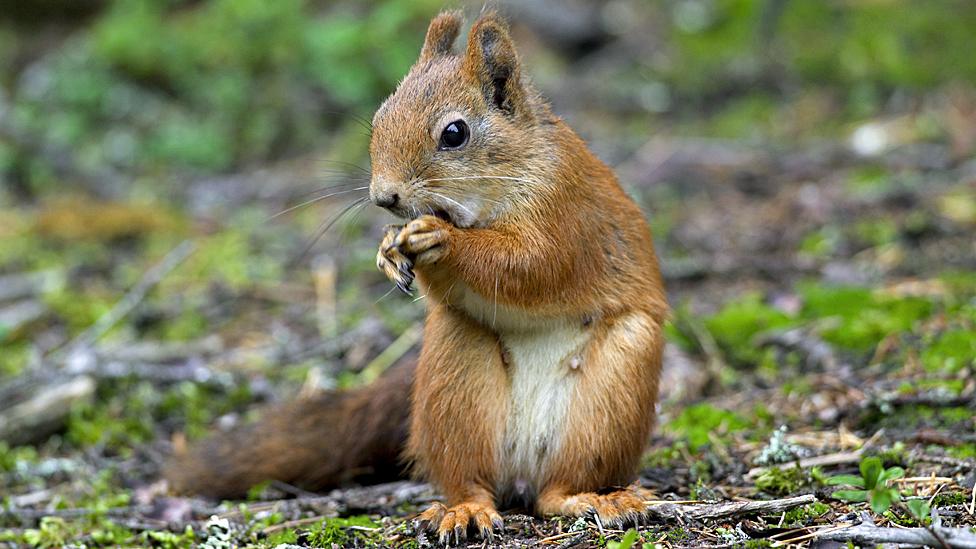 Red squirrel