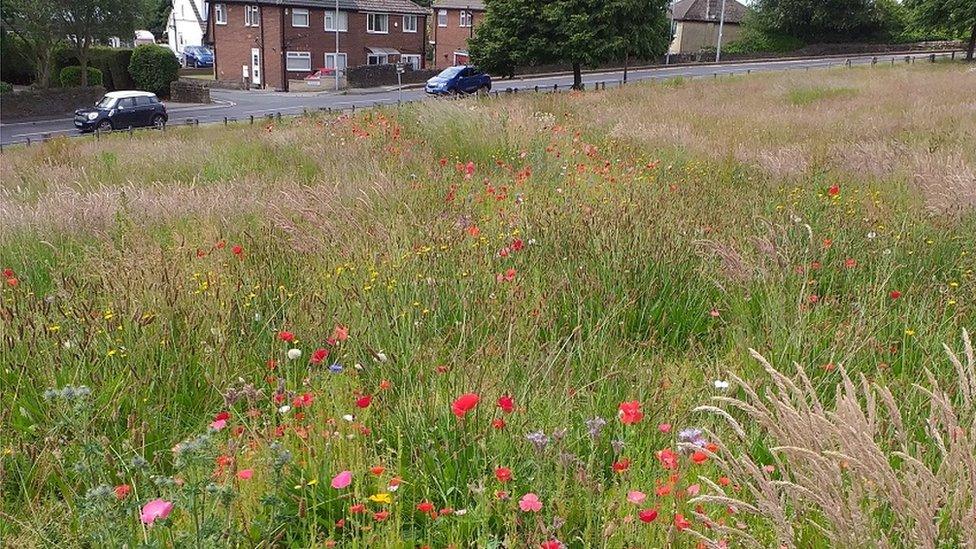 Long grass with wildflowers