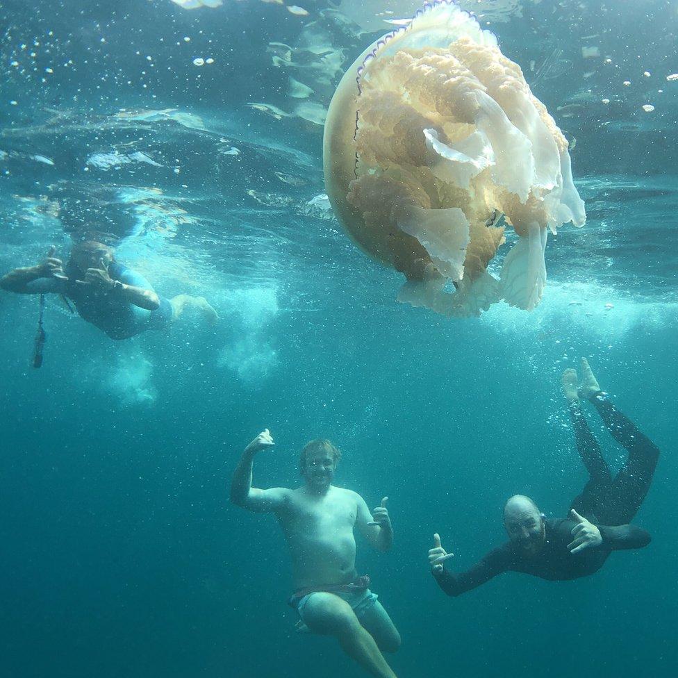 Swimmers and jellyfish