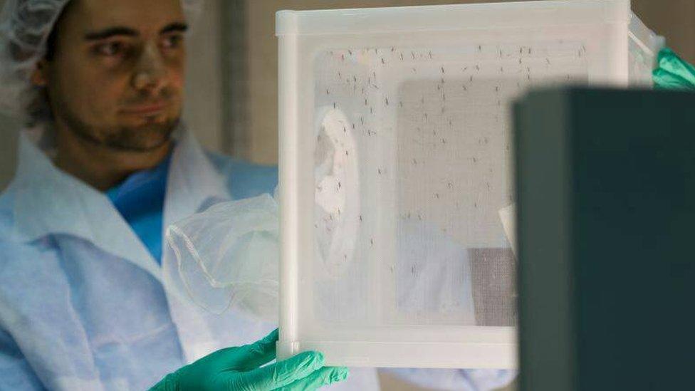 A scientist at the GSK insectary at Tres Cantos Spain