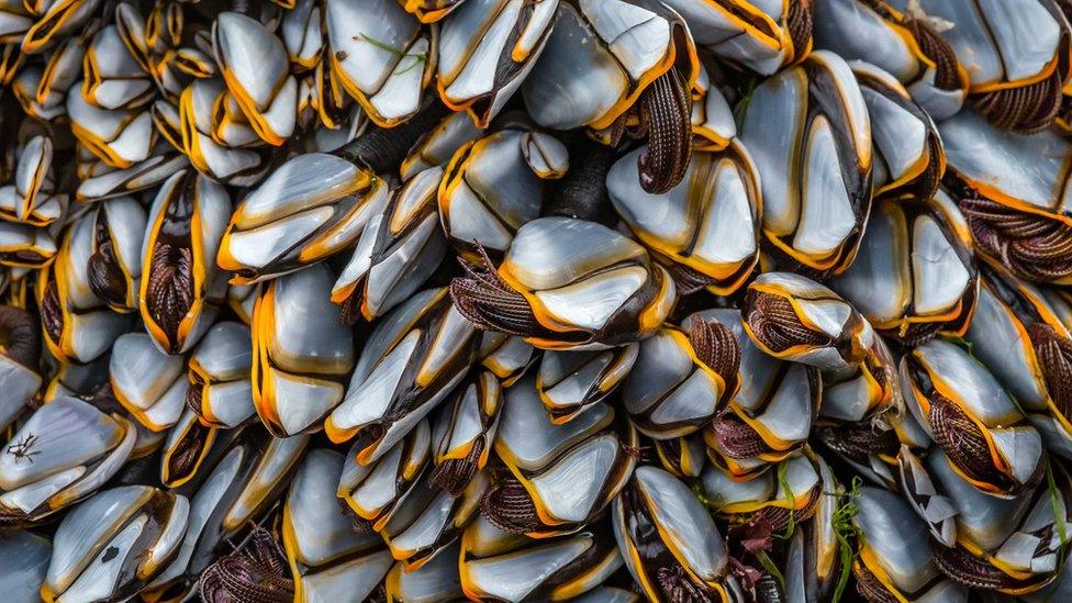 close up of barnacles.