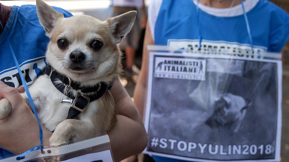 A dog next to a "stop Yulin 2018" protest in Rome against the festival