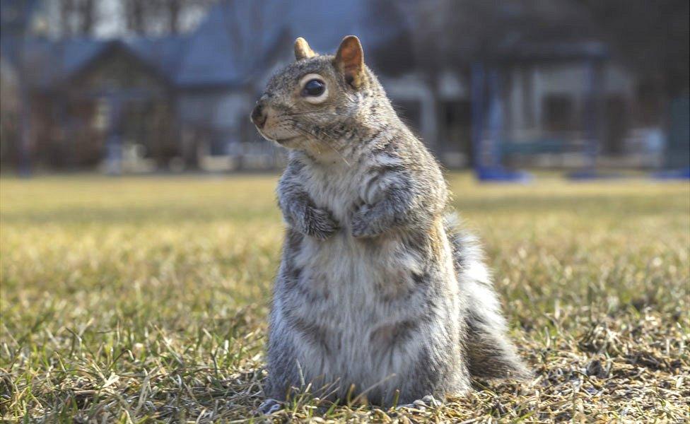 A grey squirrel