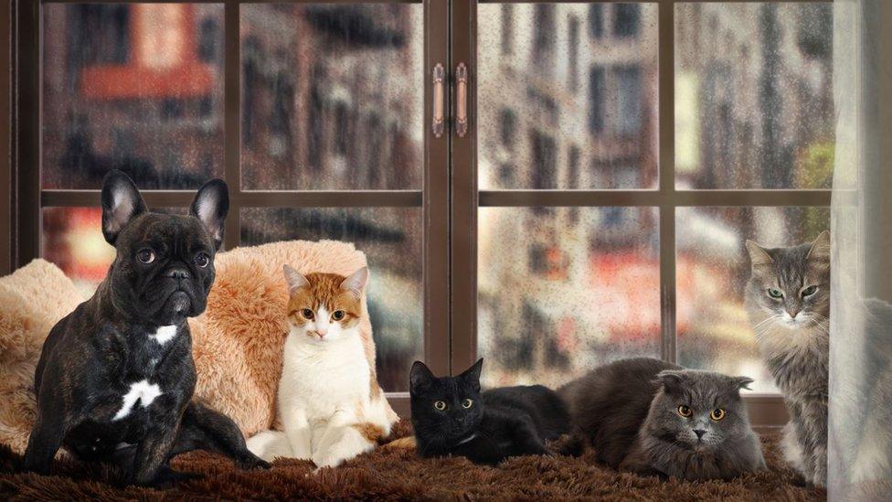 Cats and a dog sitting on a rainy windowsill