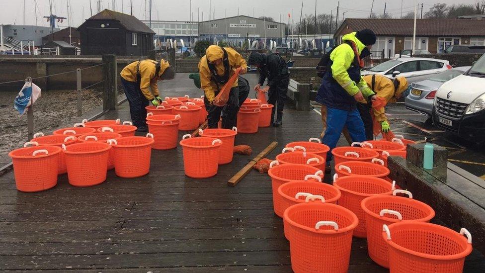 Oysters being prepared in tubs for release