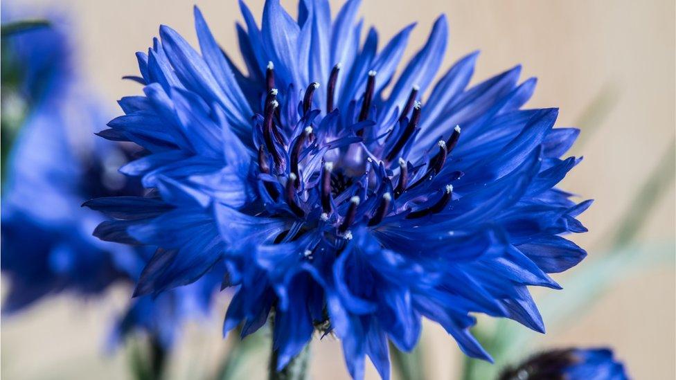 Cornflower