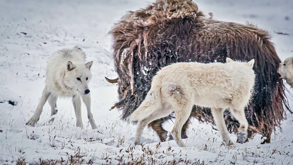 Three Arctic wolves in snow surrounding a Musk Ox