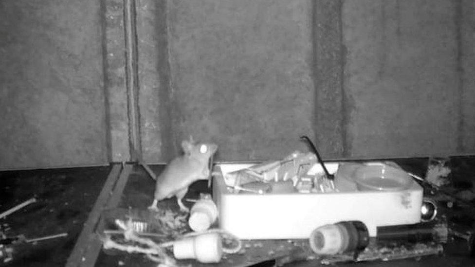 The mouse on the workbench