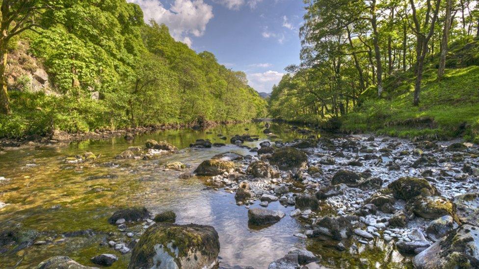 river through forest, borrowdale