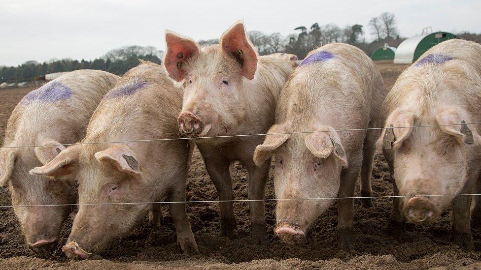 Free range pigs in Suffolk.