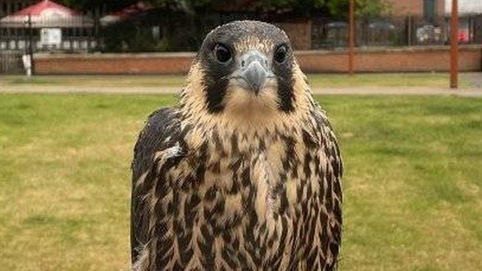 Peregrine