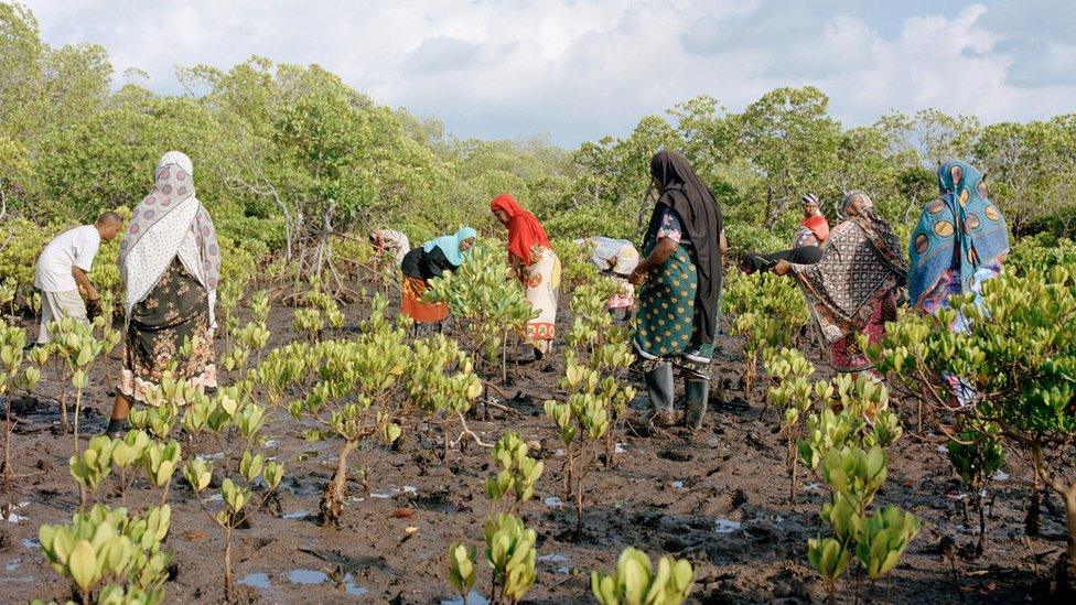 Women planting mangroves in Lamu County, Kenya