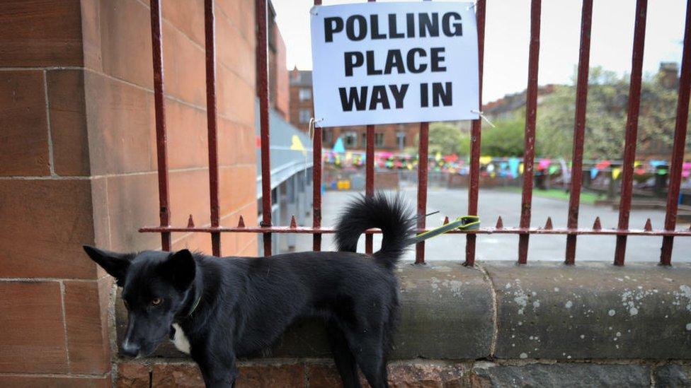 Dog at polling station