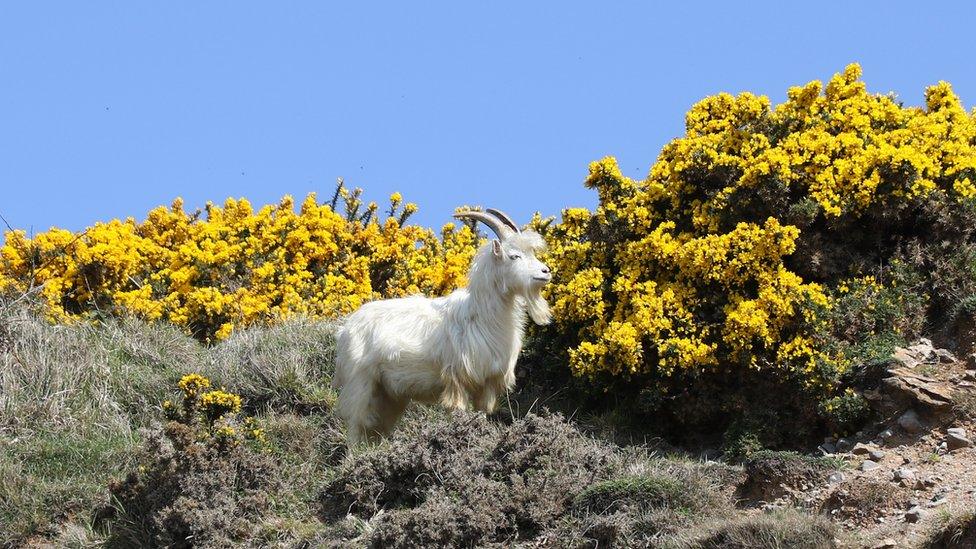 A goat in front of gorse on Llandudno's Great Orme