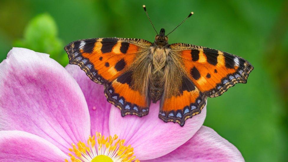 small tortoiseshell butterfly