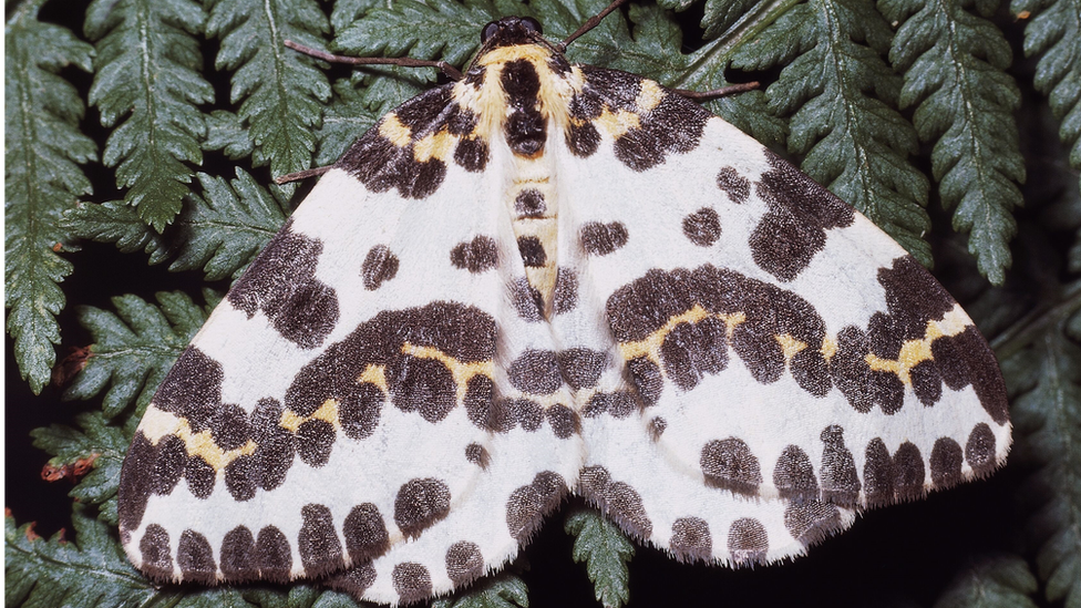 magpie moth