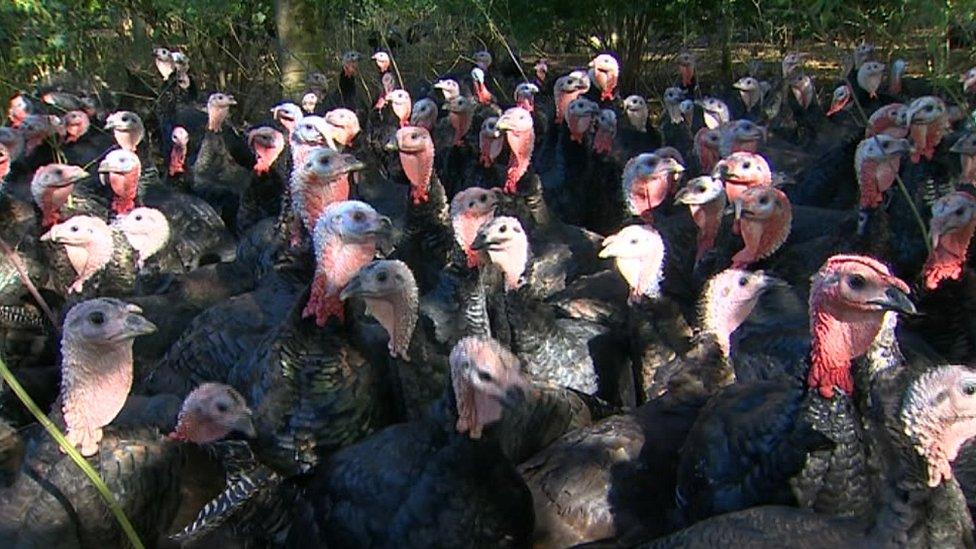 Turkeys