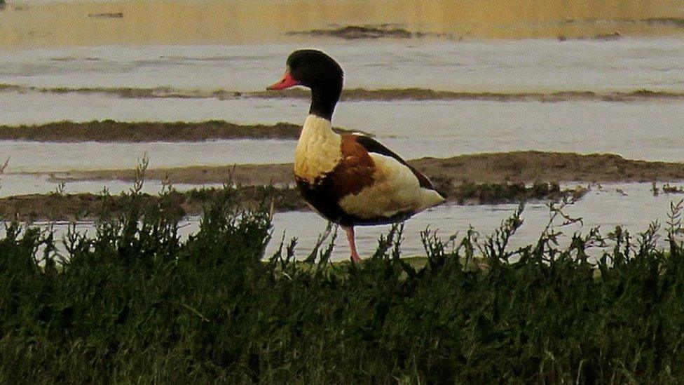 Duck at Poole Harbour