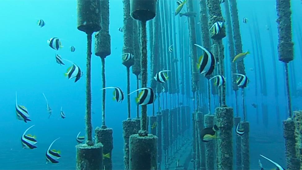 Fish swimming around a Sharksafe Barrier