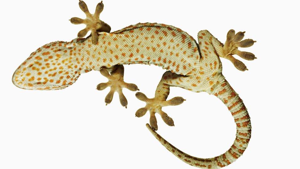 Underneath of a Tokay gecko
