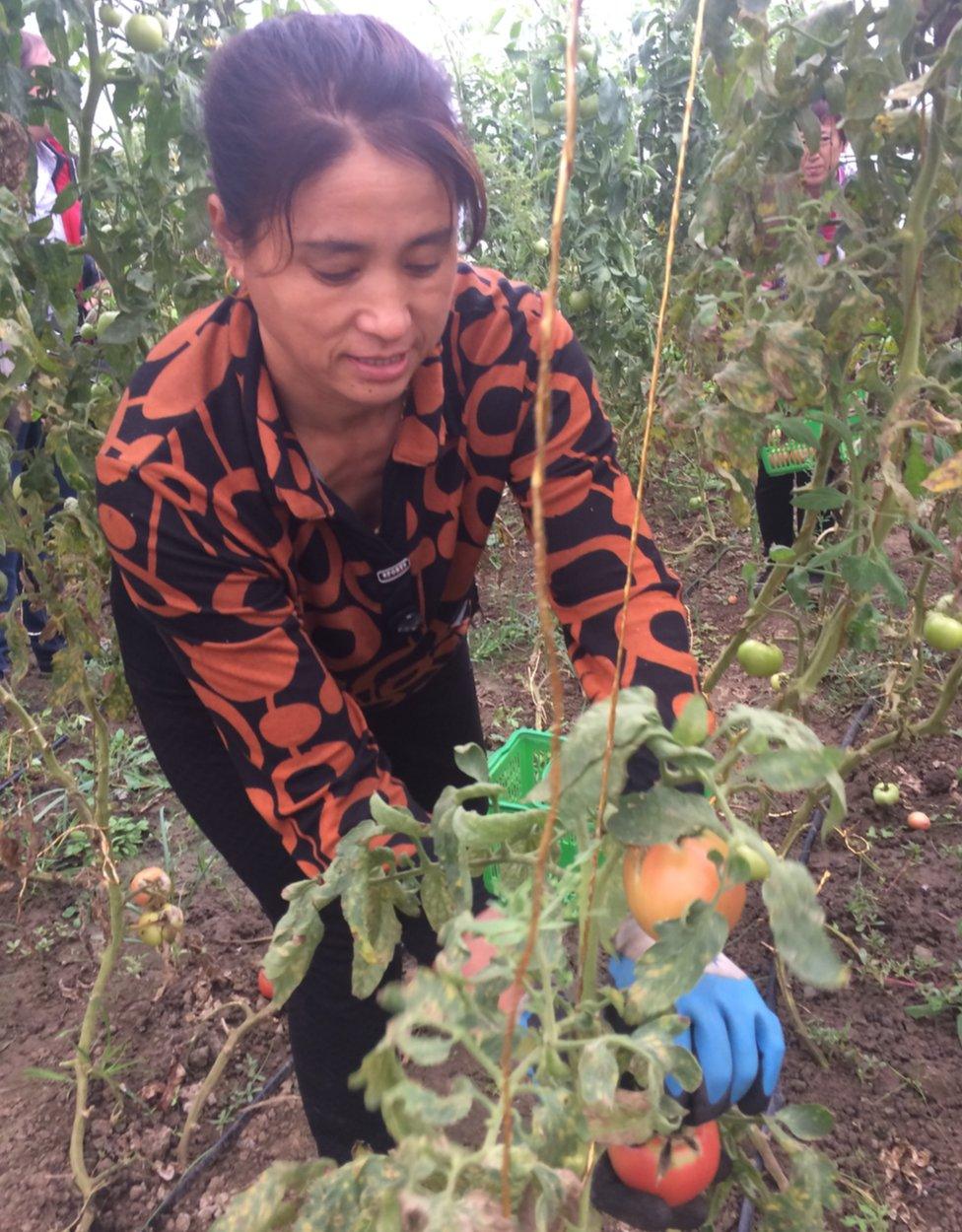 Organic farm