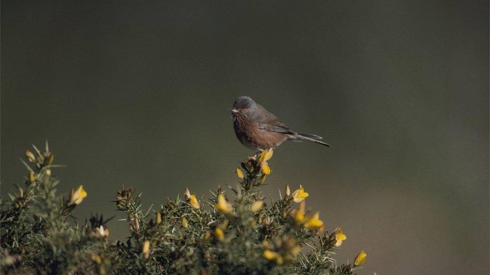 Dartford warbler