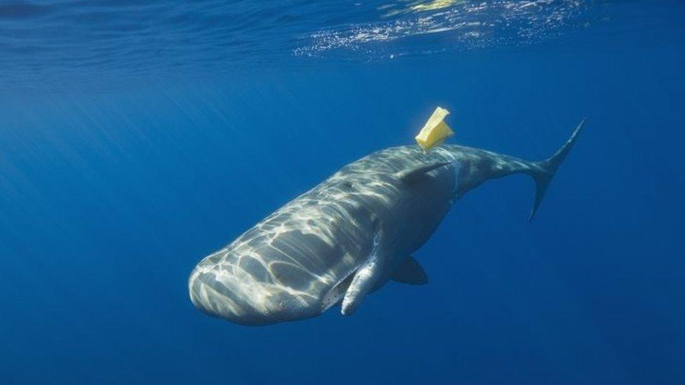 A sperm whale swims near plastic waste