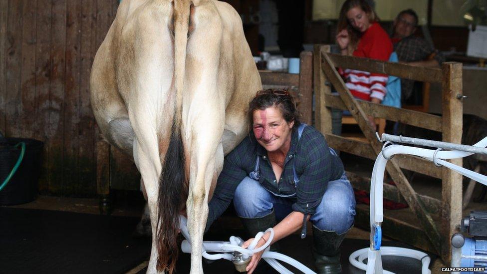 Fiona Provan milks a cow at the calf at foot diary