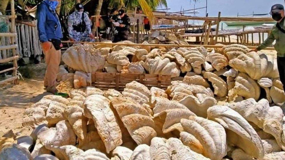 A handout photo made available by the Philippine Coast Guard (PCG) shows confiscated giant clam shells after the raid