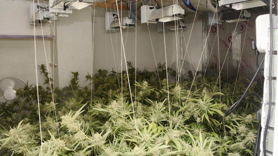 Cannabis factory found in Virginia Water property