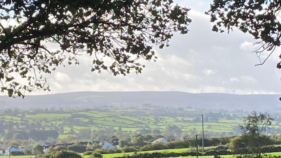 Trees and landscape