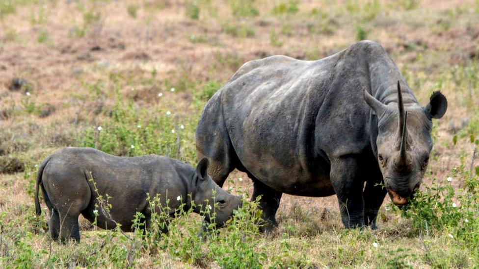 black rhinos