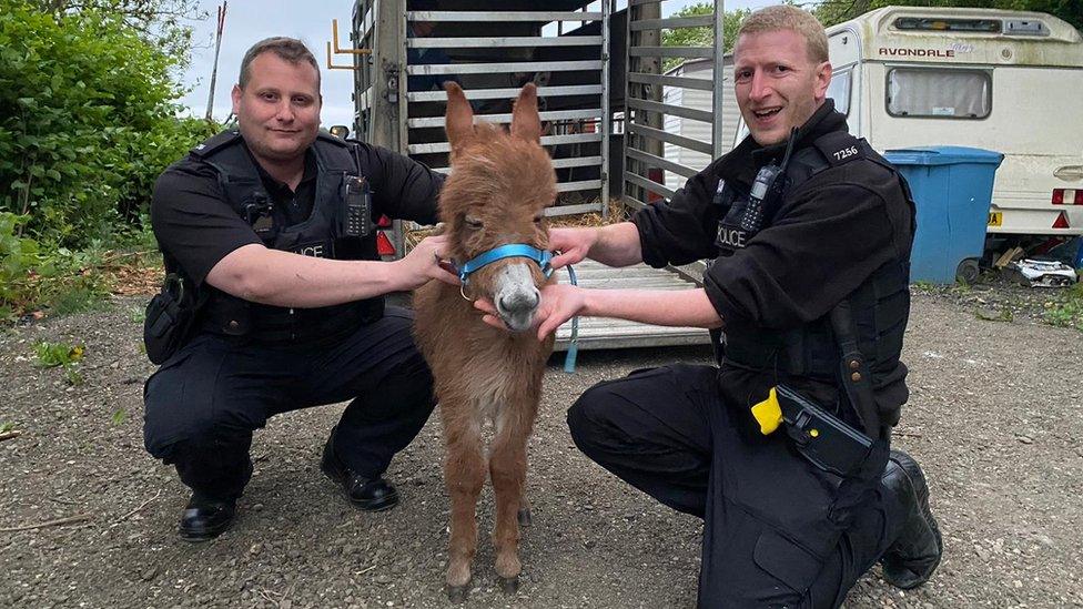 Two police officer crouched either side of Moon the donkey