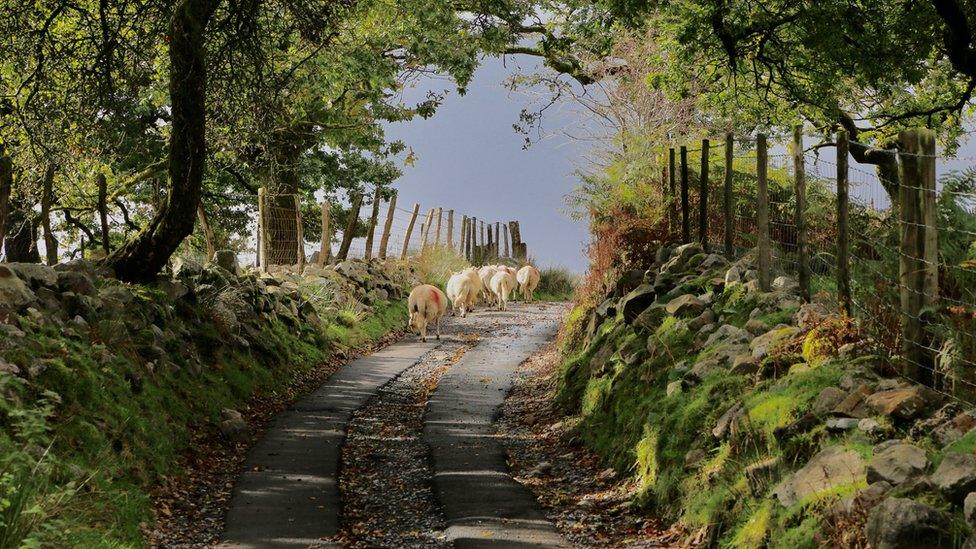 Sheep on a country path in Ystradfellte, Powys, by Janet Jenkins