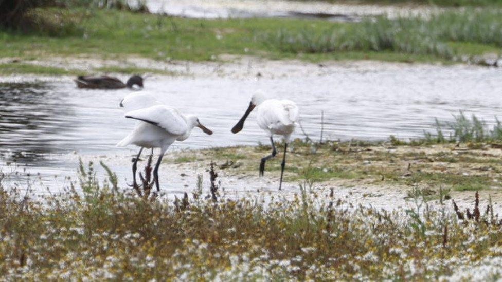 Spoonbills at Hickling Broad