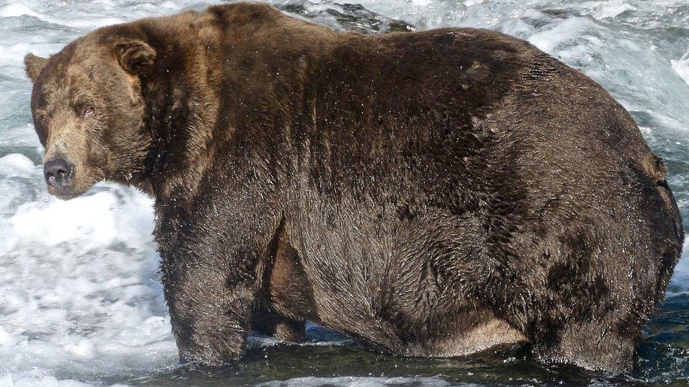 747 the brown bear named fattest bear of the year