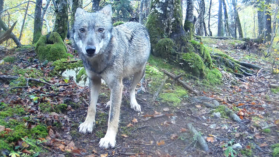 Wolf captured on camera