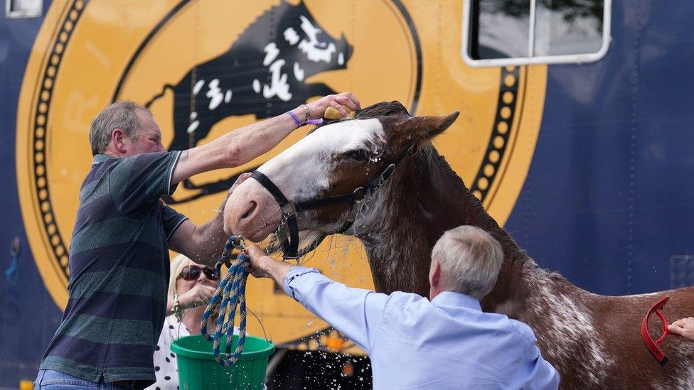 A Clydesdale horse is washed after arriving at the Royal Highland Centre in Ingliston