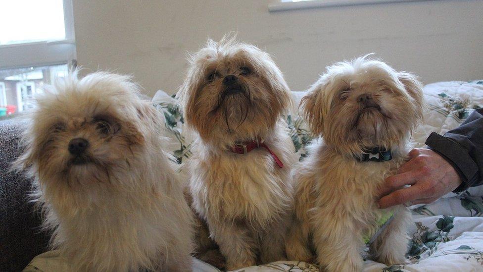 Three of the shih-tzus rescued from a breeder's home