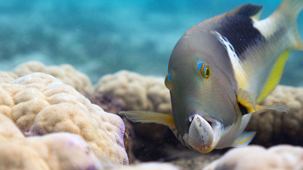 A orange-dotted tuskfish holds a clam in its jaws on the Great Barrier Reef, Australia