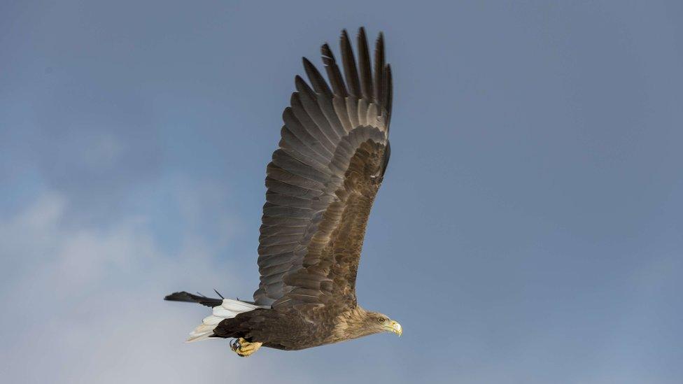 A white-tailed eagle