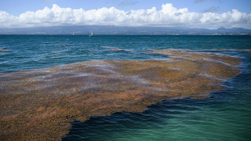 Sargassum on the shore of Le Gosier on the French overseas islands of Guadalope