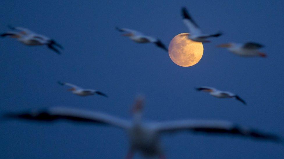 A view of the Moon during a penumbral lunar eclipse as birds fly in the sky over the island of Petatan, in the municipality of Cojumatan, Michoacan State, Mexico